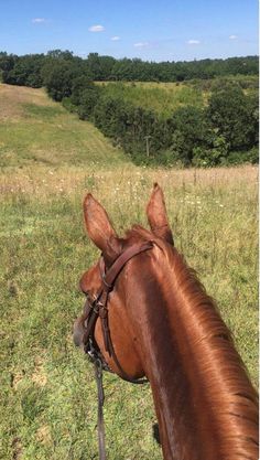 a brown horse standing on top of a lush green field