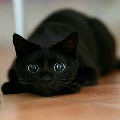 a black cat laying on the floor looking at the camera with blue eyes and whiskers