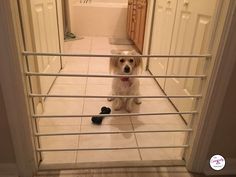 a dog sitting on the floor in front of a door