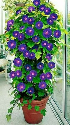 a potted plant with purple flowers in it