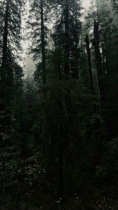 the dark forest is full of tall trees and foggy skies are in the distance