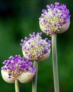 three purple flowers are in front of a green background with the words boat tarde