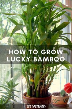 a potted plant sitting in front of a window with the words how to grow lucky bamboo