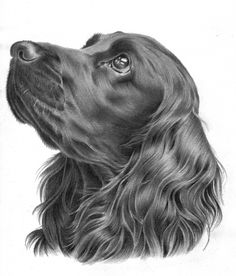 a black and white drawing of a dog