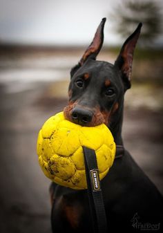 a black and brown dog holding a yellow ball