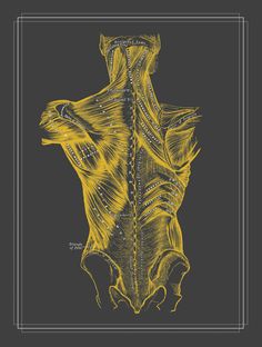 Grays Anatomy Muscles of the Back Massage Room by RelicsRemixt Massage Room Door, Spa Room Massage Therapy, Muscles Of The Back, Anatomy Muscles, Poster Anatomy, Deco Spa, Massage Room Design, Anatomy Chart, Massage Room Decor