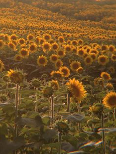 sunflowers are blooming in the field at sunset