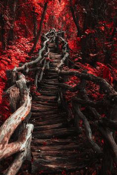 a wooden path in the woods with red leaves