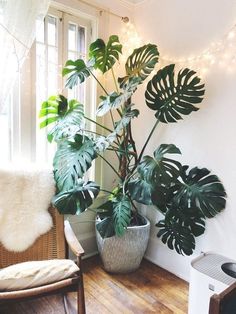 a houseplant in a living room next to a window with lights on it