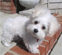 a small white dog standing on top of a brick wall next to a door way