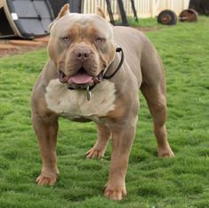 a brown dog standing on top of a lush green field