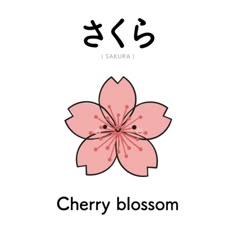 the words cherry blossom are written in korean and english characters, with an image of a flower