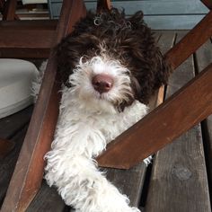 a brown and white dog laying on top of a wooden chair