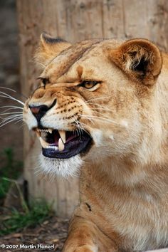 a close up of a lion laying on the ground with it's mouth open