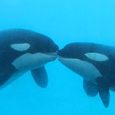 two black and white orca whales in the blue water with their heads touching each other