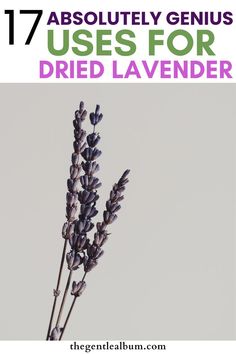 ideas for using dried lavender Dried Lavender Arrangements, How To Use Dried Lavender, Uses For Dried Lavender, Dried Lavender Crafts, Things To Do With Dried Lavender, How To Dry Lavender Flowers, What To Do With Lavender Flowers, Lavender Bug Repellent, What To Do With Dried Lavender