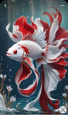 a red and white fish in the water