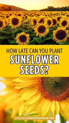 sunflowers with the words how late can you plant sunflower seeds? on it