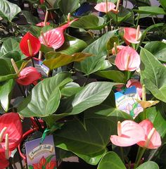 pink flowers with green leaves and tags on them