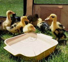 several ducks are standing in the grass near a plastic tray with water on it and one duckling is looking at the camera