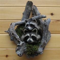 two raccoons in a tree stump with moss growing out of it's sides