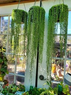 some green plants hanging from the side of a building