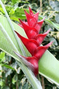 a red flower that is growing on a plant