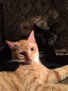 two cats are laying down on a couch