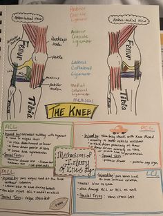 a piece of paper with some writing on it that has different types of muscles and tendors