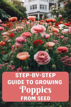 flowers with the words step - by - step guide to growing poppies from seed