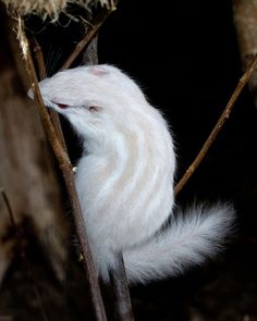 a white ferret sitting on top of a tree branch