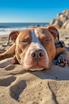 a brown and white dog laying on top of a sandy beach