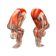 the muscles are shown in this image, and they appear to be doing different things