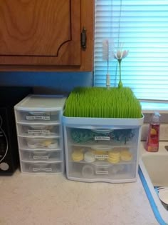 two plastic bins filled with green grass on top of a kitchen counter next to a sink