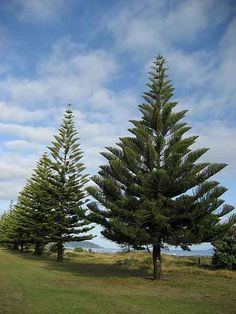 some very pretty trees in the grass