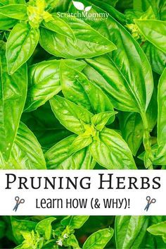 some green leaves with the words pruning herbs learn how and why on it