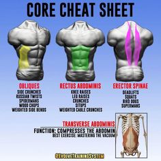 the chest and back muscles are labeled in different colors