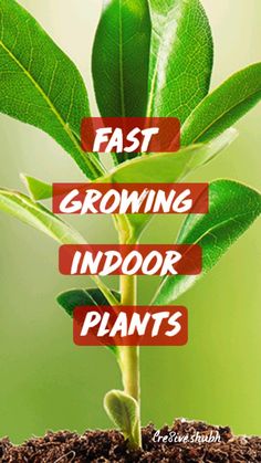 a plant with the words fast growing indoor plants