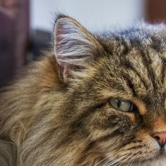 a close up of a cat laying down on a couch with its eyes closed and looking at the camera