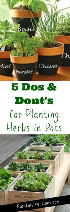 plants in pots with the words 5 dos and don'ts for planting herbs in pots