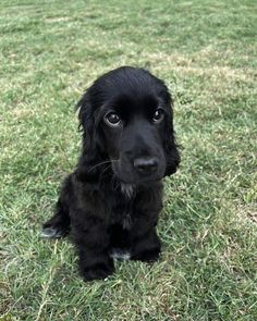 a small black dog sitting on top of a lush green field