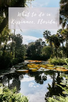 a pond surrounded by palm trees with the words what to do in kissimme, florida