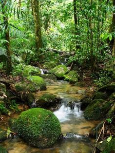 a stream running through a lush green forest filled with lots of trees and rocks covered in moss