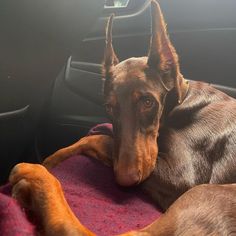 a brown dog laying on top of a purple blanket in the back seat of a car