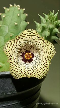 a close up of a flower on a plant in a pot next to a succulent