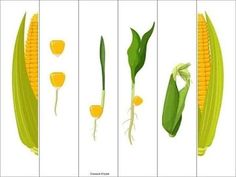 corn on the cob is shown in four different stages, with leaves and flowers