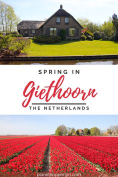 a field with red flowers and the words spring in geithoorn, the netherlands