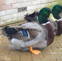 two ducks sitting on the ground next to each other in front of a brick wall