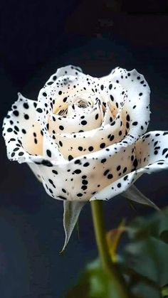 a white rose with black spots on it