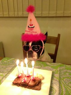 a dog wearing sunglasses and a birthday hat sitting in front of a cake with lit candles